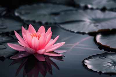 Lotus flower
